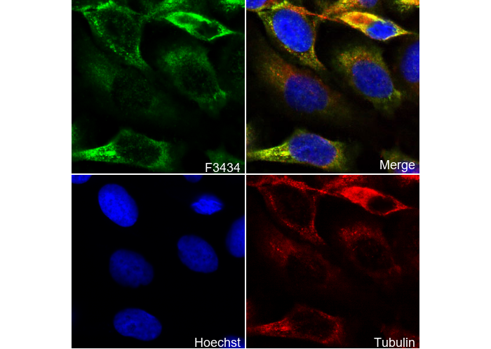 RAP1GAP Antibody