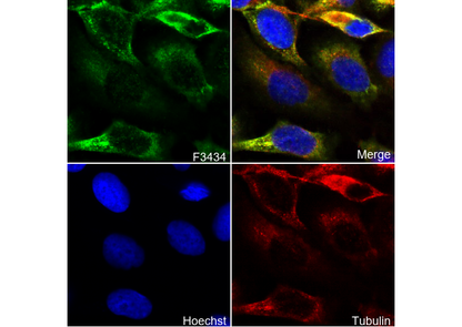 RAP1GAP Antibody