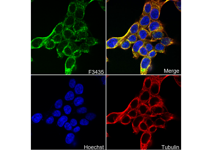eIF1A Antibody