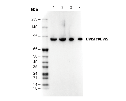 EWSR1/EWS Antibody