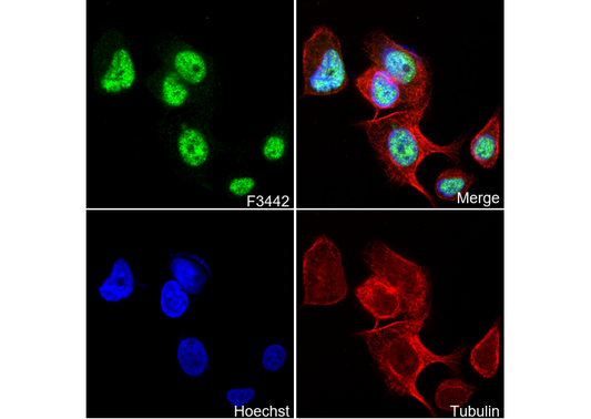 MEF2A Antibody