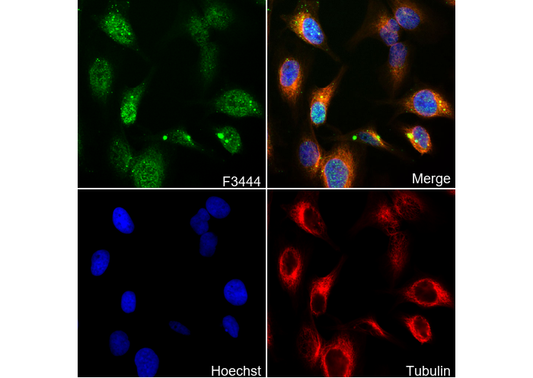 Phospho-KAP1 (Ser824) Antibody