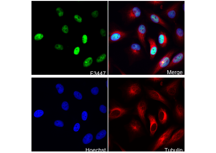 PSF1 Antibody