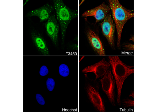 Phospho-Smad2 (Ser250) Antibody