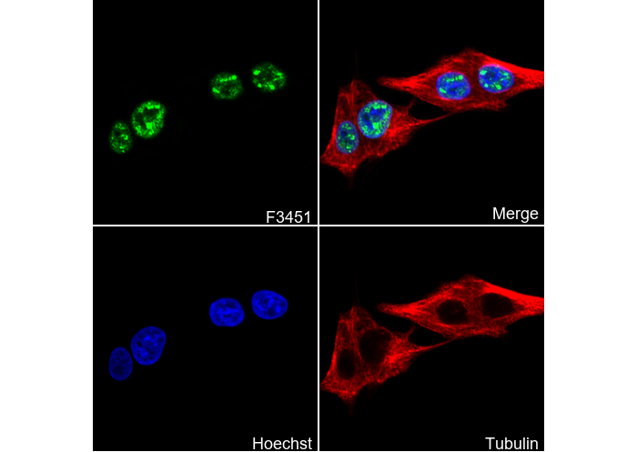 TBR1 Antibody