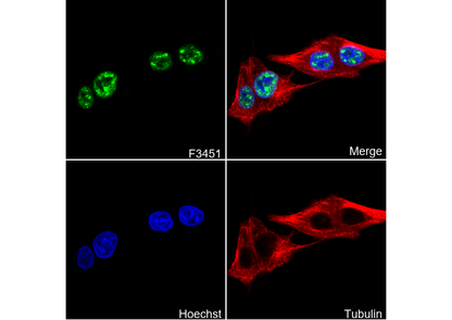 TBR1 Antibody