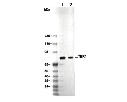 TBR1 Antibody