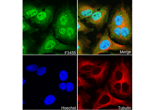 DPF2/REQ Antibody