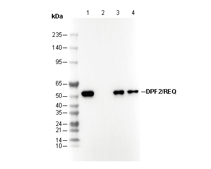 DPF2/REQ Antibody