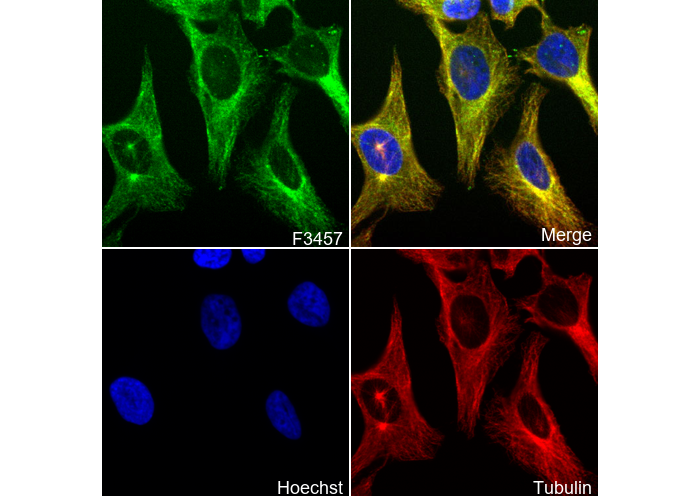 IRAK4 Antibody