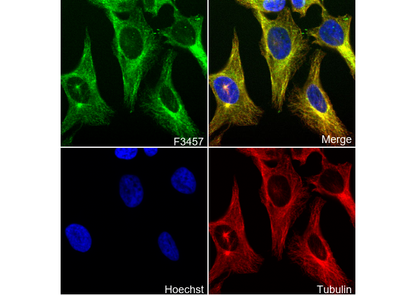 IRAK4 Antibody