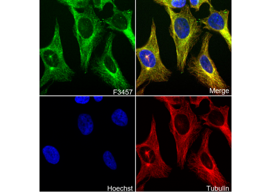 IRAK4 Antibody