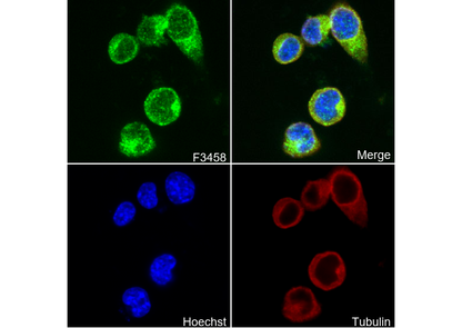 VGluT1 Antibody