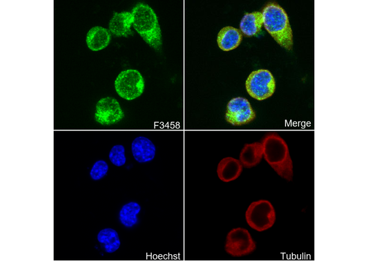 VGluT1 Antibody