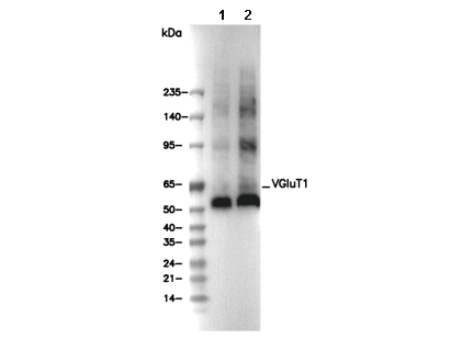 VGluT1 Antibody
