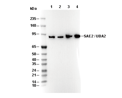 SAE2/UBA2 Antibody