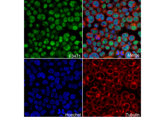 Menin Antibody