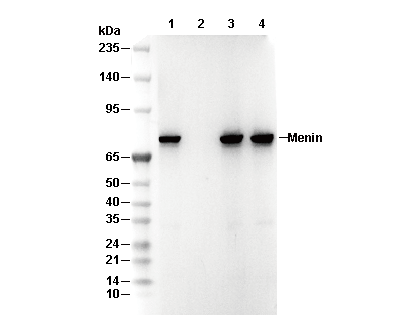 Menin Antibody