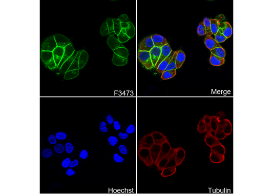 HAI-1 Antibody