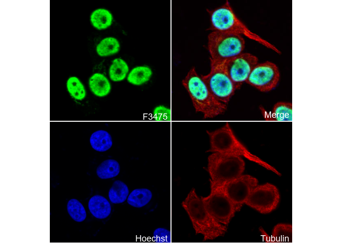 hnRNP Q C-terminal Antibody