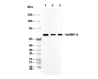 hnRNP Q C-terminal Antibody