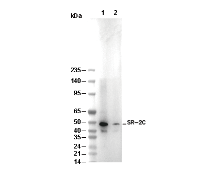 SR-2C Antibody