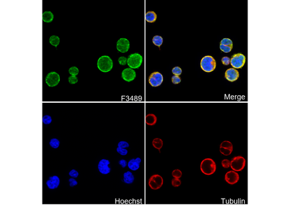 FKBP12 Antibody