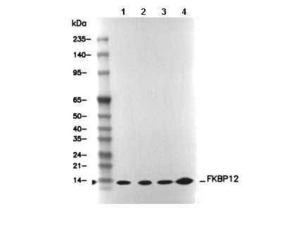 FKBP12 Antibody