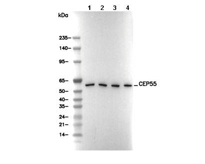 CEP55 Antibody