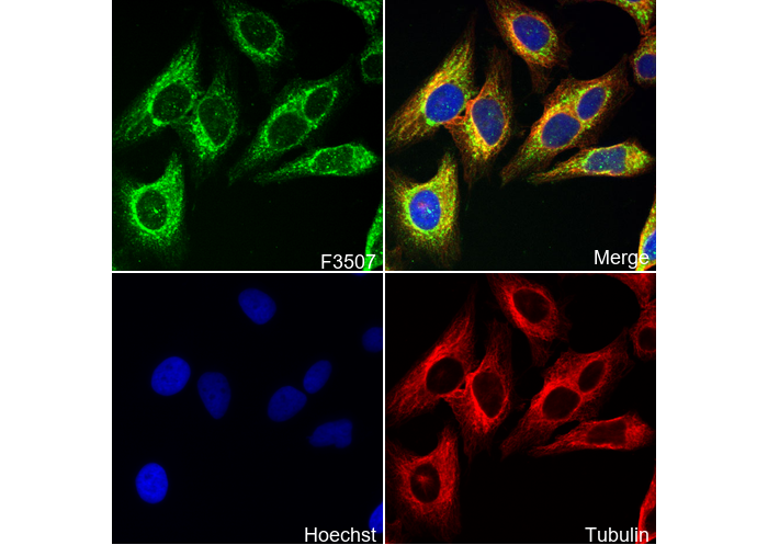 Phospho-Akt (Ser473) Antibody