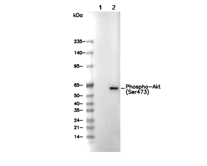 Phospho-Akt (Ser473) Antibody