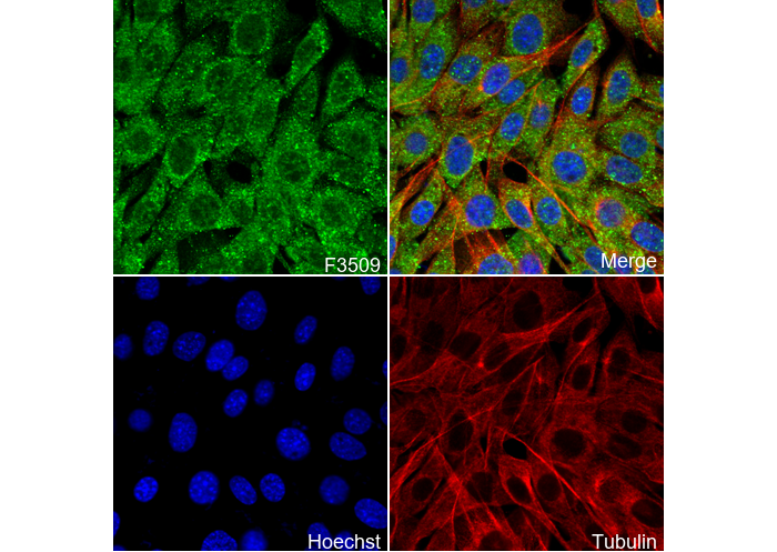 p44/42 MAPK (Erk1/2) Antibody