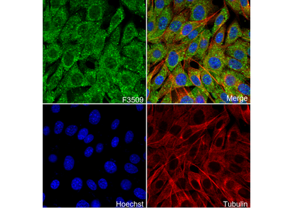 p44/42 MAPK (Erk1/2) Antibody