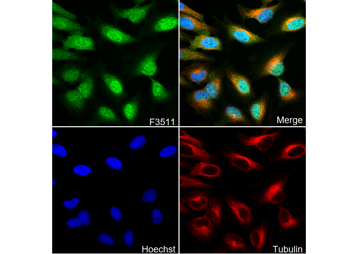 Akt (pan) Antibody