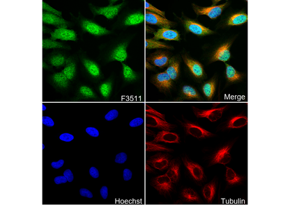 Akt (pan) Antibody