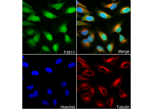 Akt (pan) Antibody