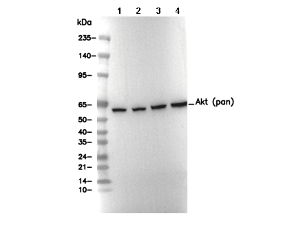 Akt (pan) Antibody