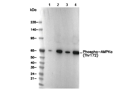 Phospho-AMPKα (Thr172) Antibody