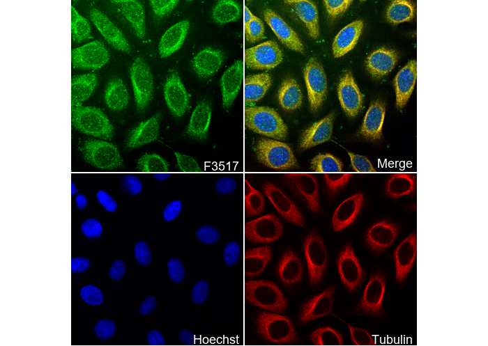 E-Cadherin Antibody
