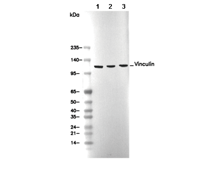 Vinculin Antibody