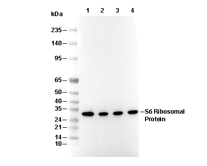 S6 Ribosomal Protein Antibody