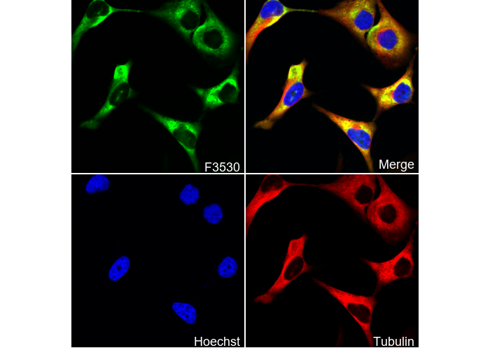 Phospho-S6 Ribosomal Protein (S235/236) Antibody