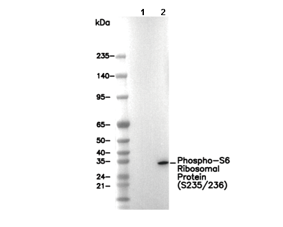Phospho-S6 Ribosomal Protein (S235/236) Antibody