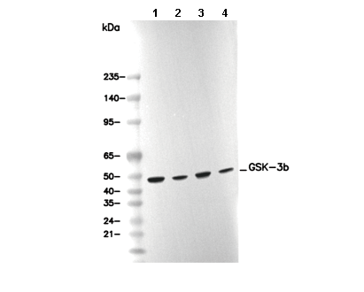GSK-3β Antibody