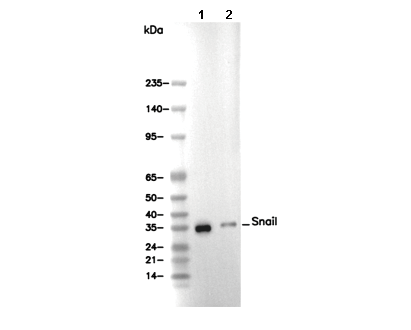 Snail Antibody