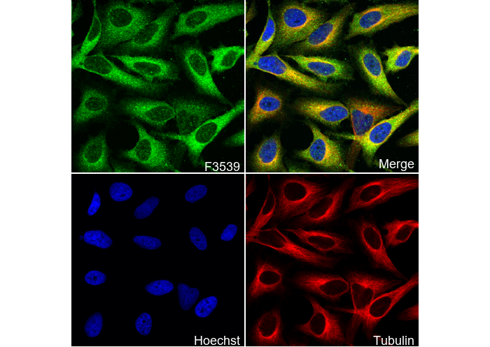 IκBα Antibody