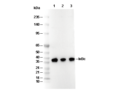 IκBα Antibody