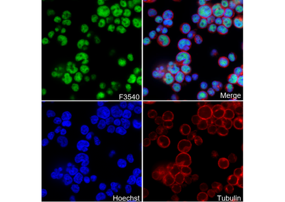 CREB Antibody