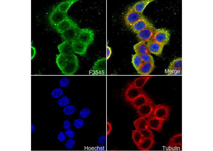 cdc2 Antibody