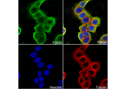 cdc2 Antibody